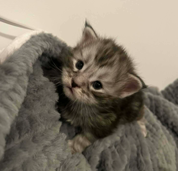 Male Maine Coon kitten